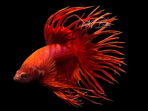 Red Crowntail Male Betta | M3076