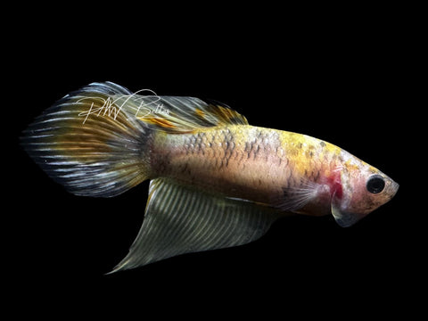 Yellow Koi Veiltail Female Betta | F2808