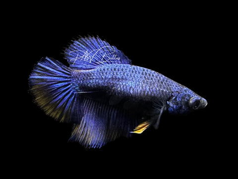 Mustard Halfmoon Female Betta | F1729