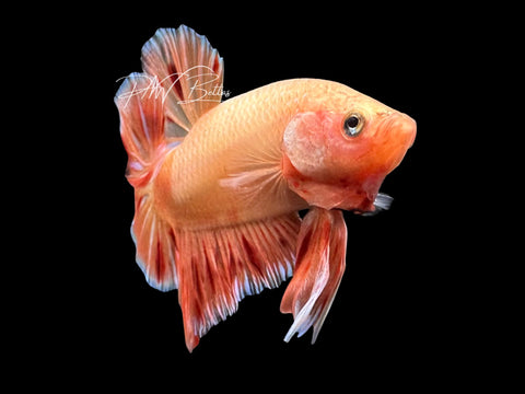Orange Armageddon HMPK Male Betta | M4027