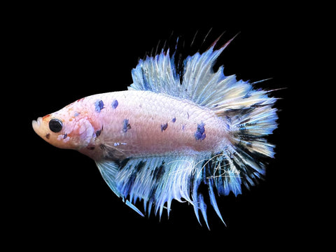 Blue Marble Dot DTCTPK Male Betta | M2836