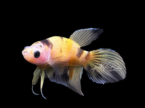 Yellow Koi Veiltail Female Betta | F2802