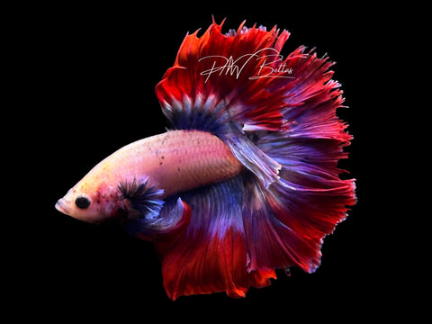 Mascot Halfmoon Male Betta | M3085