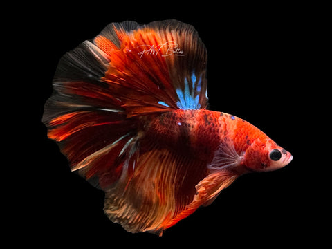 Nemo HM Male Betta | M2603