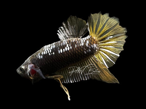 Yellow Samurai Plakat Male Betta | M2796