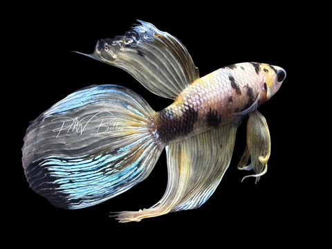 Yellow Koi Veiltail Male Betta | M2840