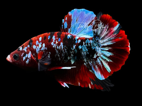 Red Galaxy HMPK Male Betta | M2792