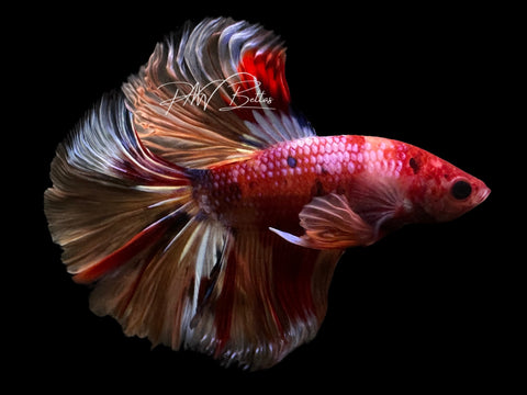 Candy Halfmoon Male Betta | M2564