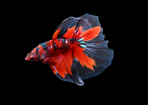 Red Galaxy Halfmoon Male Betta | 5206