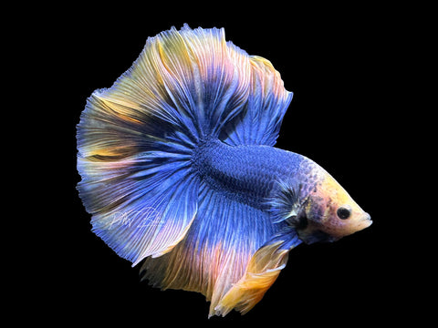Yellow Mascot HM Male Betta | M2602