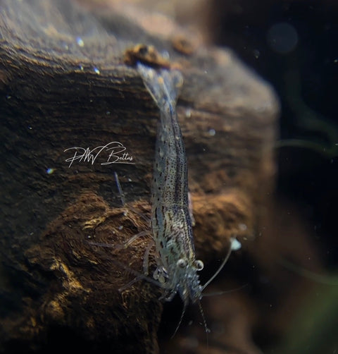 Amano Shrimp | Caridina multidentata