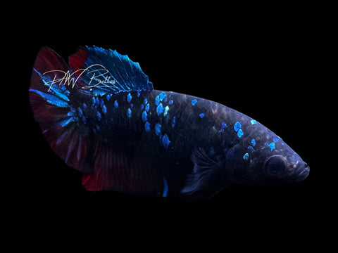 Avatar HMPK Female Betta | F1730