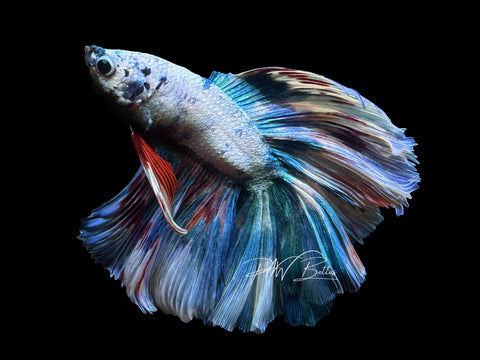 Blue Marble HM Male Betta | M2623