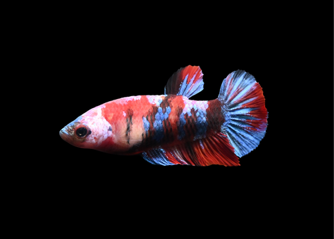 Candy Koi Female HMPK Betta | 5201
