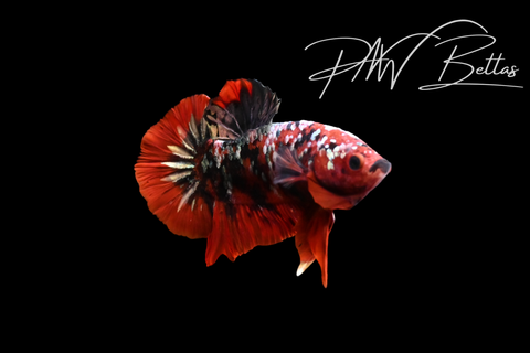 Red Copper Galaxy HMPK Male Betta | 5203