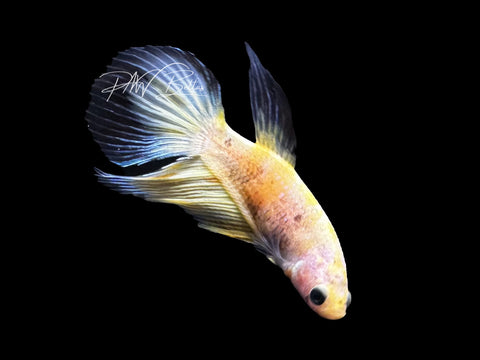 Yellow Koi Veiltail Female Betta | F2808