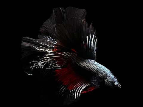 Red Copper Halfmoon Male Betta | M2797