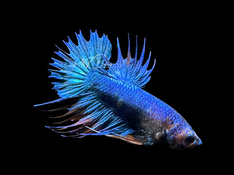 Blue Marble CTPK Male Betta | M3102