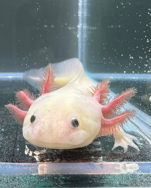 Male GFP Dirty Leucistic (Lucy) Axolotl | A0022