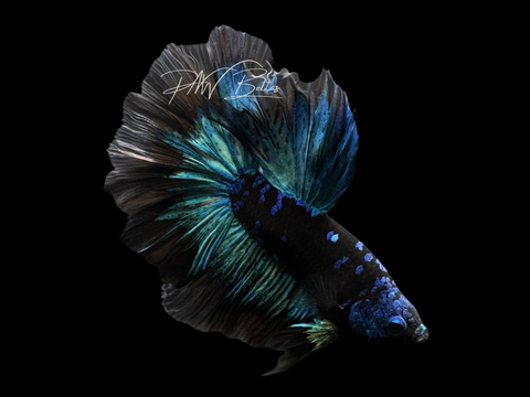 Avatar HM Male Betta | M2450