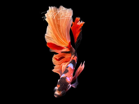 Nemo Galaxy Halfmoon Male Betta | M2864
