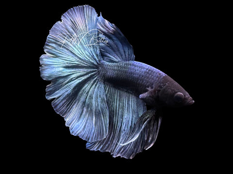 Blue Butterfly Halfmoon Male Betta | M3088