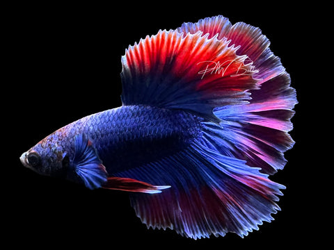 Bi-Color Halfmoon Male Betta | M3100