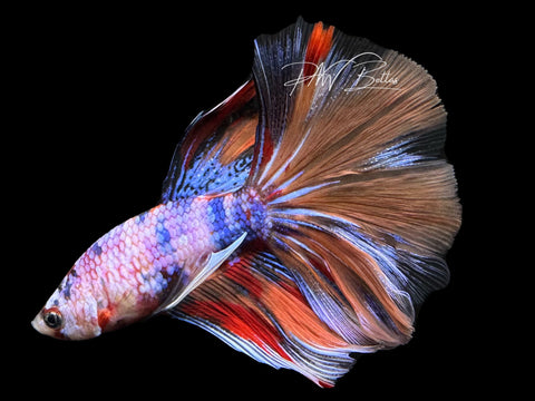 Fancy Marble Halfmoon Male Betta | M3040