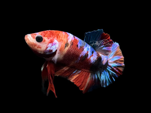 Candy HMPK Male Betta | M2575