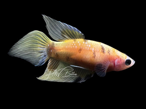 Yellow Koi Veiltail Female Betta | F2813