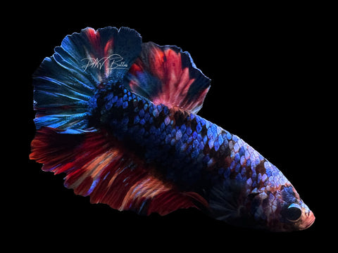 Galaxy HMPK Male Betta | M2581