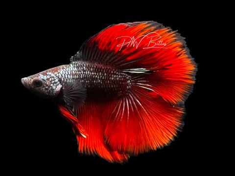 Red Copper DTHM Male Betta | M2787