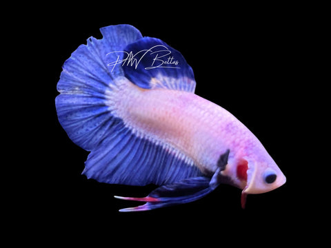 Blue Rim HMPK Male Betta | M3094