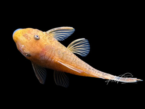 Super Red Bristelnose Pleco