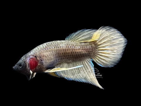 Yellow Hybrid Plakat Male Betta | M2871