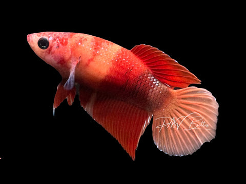 Nemo Veiltail Female Betta | F4008