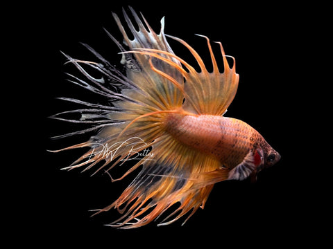 Yellow Crowntail Male Betta | M3086