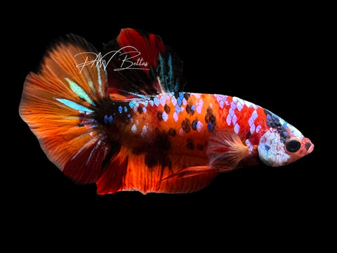Orange Galaxy HMPK Male Betta | M2790