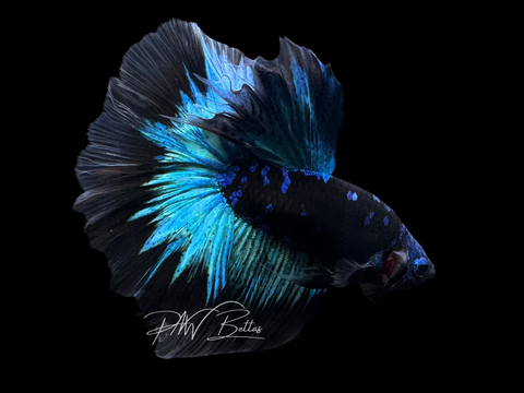 Avatar HM Male Betta | M2450