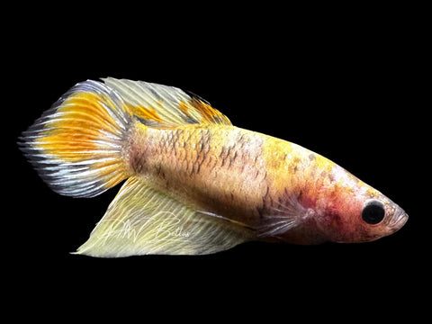 Yellow Koi Veiltail Female Betta | F2808