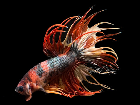 Copper Marble Crowntail Male Betta | M1492