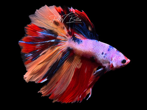 Fancy Marble Halfmoon Male Betta | M3084