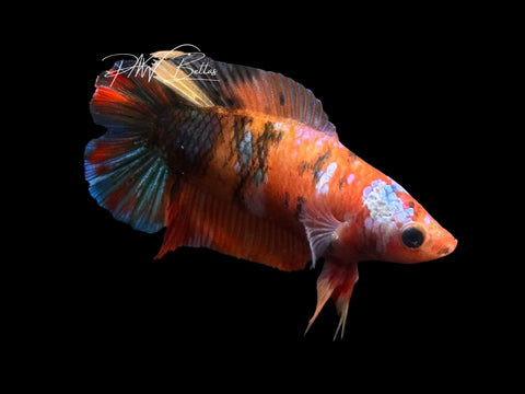 Candy DTPK Female Betta | F2327