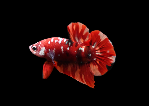 Red Copper Galaxy HMPK Male Betta | 5216