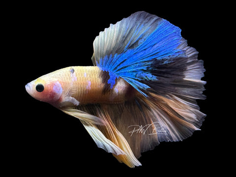 Yellow Koi Halfmoon Male Betta | M2462