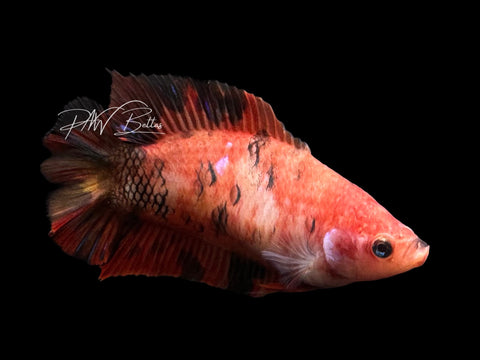 Nemo DTHM Female Betta | F4016