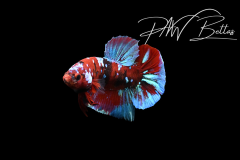 Red Koi Galaxy HMPK Male Betta | 5201