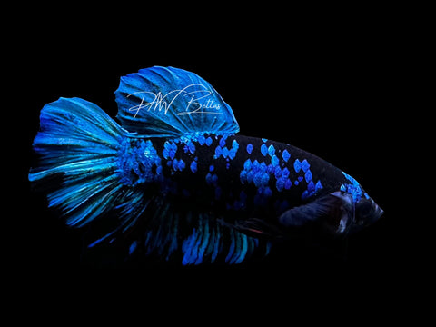 Avatar HMPK Male Betta | M2785