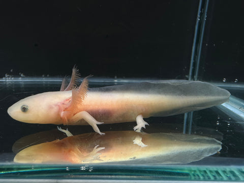 Juvenile Leucistic (Lucy) Axolotl | A0034
