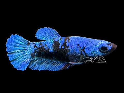 Avatar HMPK Female Betta | F2311